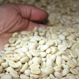 Arabica dry parchment coffee